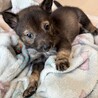 甘えん坊でよく食べる元気な「まめ」君 サムネイル5