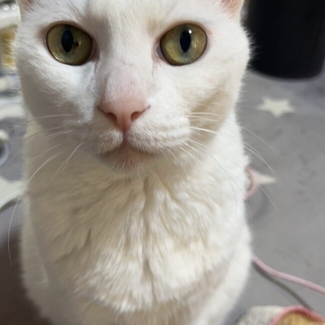 音暗のカバー写真