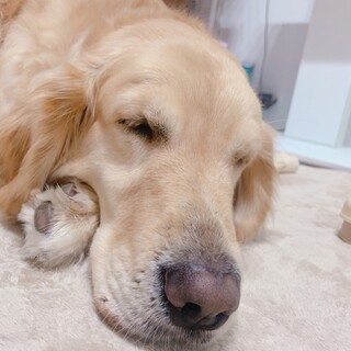 ゴールデンレトリバーの女のコです