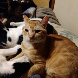 「お家の中と外で沢山猫増やした家」サムネイル3