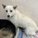 上目づかいがかわいい☆グラウスちゃん