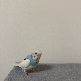 セキセイインコ　里親を探しています。