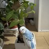セキセイインコ　里親を探しています。 サムネイル2