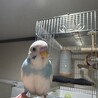 セキセイインコ　里親を探しています。 サムネイル4