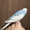 セキセイインコ　里親を探しています。 サムネイル5