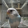 セキセイインコ　里親を探しています。 サムネイル6