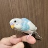 セキセイインコ　里親を探しています。 サムネイル7