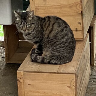 安心してご飯を食べれるお家をお願いします。