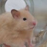 いづよう