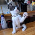 ミルクで育てました！人馴れ抜群ロロちゃん2ヶ月位
