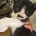 大人しくて甘えん坊リリちゃん2ヶ月位