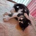 寂しがり屋で甘えん坊ララちゃん2ヶ月位