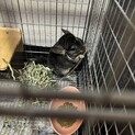 【チンチラ】里親を探しています。