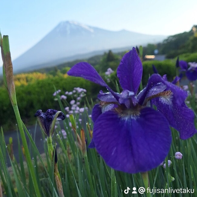 富士山配信巧ちゃんのカバー写真