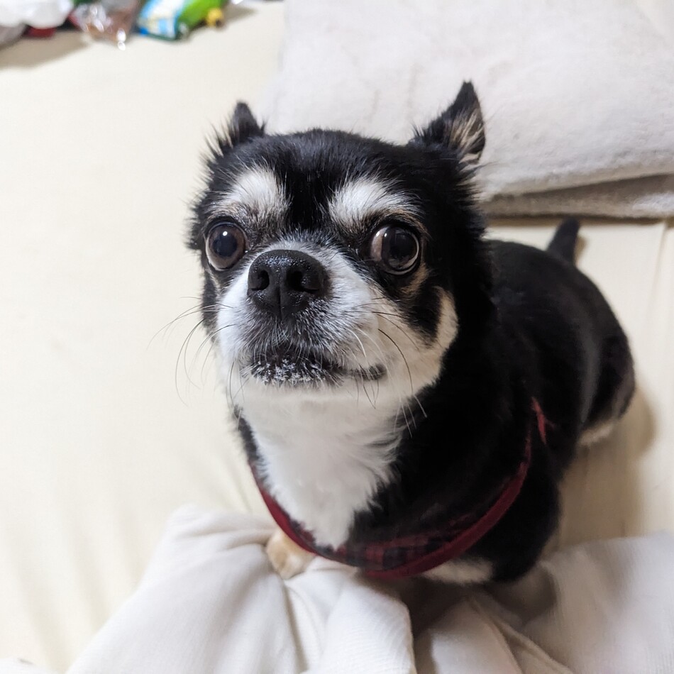 ひじきのカバー写真