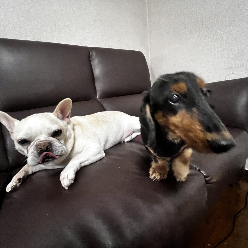 ひじきのカバー写真