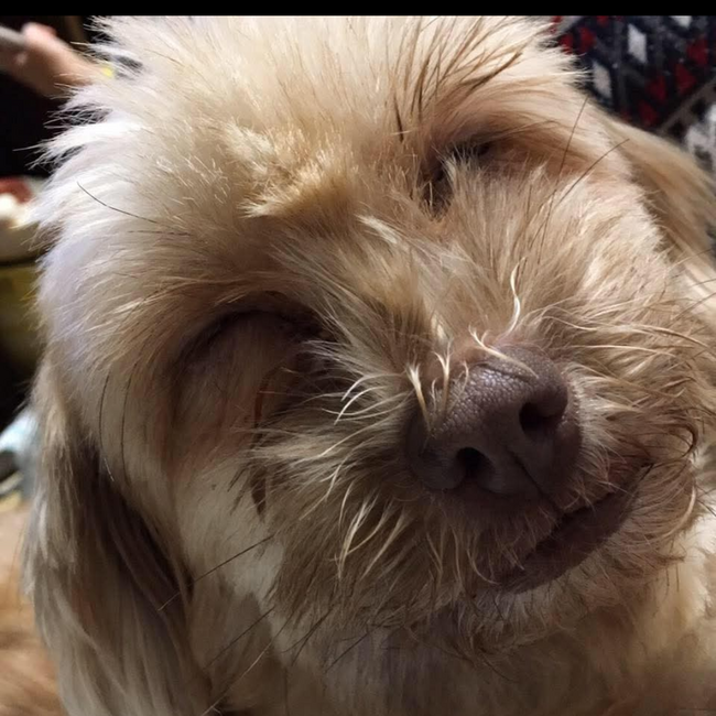 salasaraのカバー写真