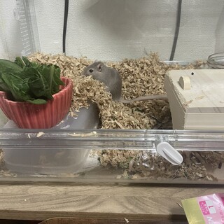 3ヶ月 カラージャービル