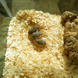 アフリカチビネズミ　メス4匹　60水槽付