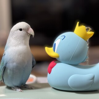 可愛いコザクラインコ♡