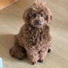 ツクシ
