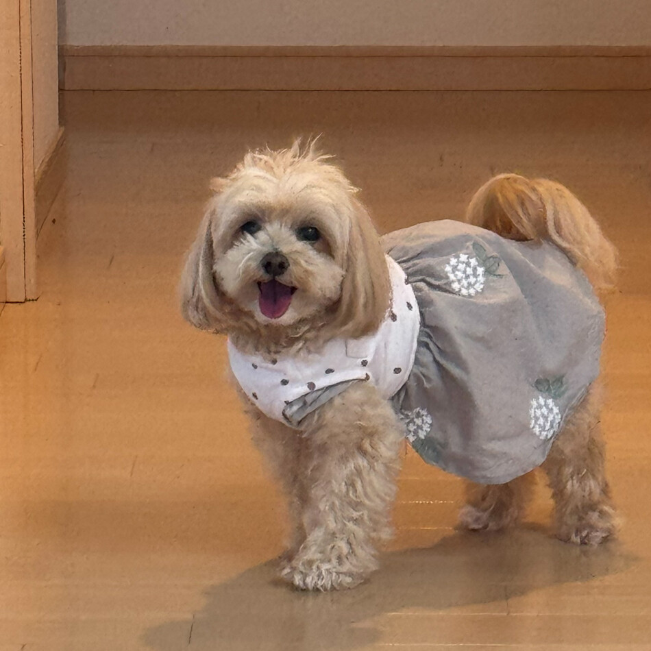 シェリーのカバー写真