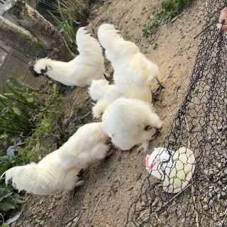 烏骨鶏(白) 雄4羽