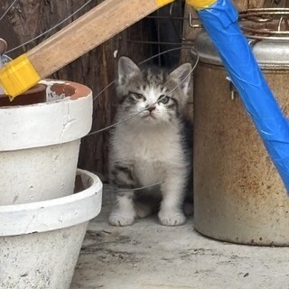 お顔の可愛い男の子