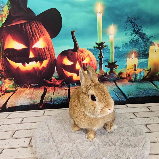 マロコロネのカバー写真