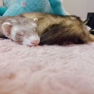 フェレットの里親募集してます