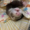 フェレットの里親募集してます サムネイル2