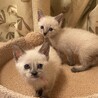 甘えん坊のお転婆娘♡ドロップちゃん1カ月半 サムネイル2