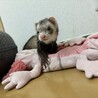 フェレットの里親募集してます サムネイル3