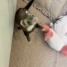 フェレットの里親募集してます サムネイル4