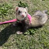フェレットの里親募集してます サムネイル5