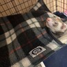 フェレットの里親募集してます サムネイル6