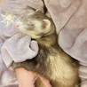 フェレットの里親募集してます サムネイル7