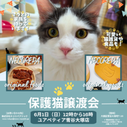 保護猫譲渡会@ユアペティア雪谷大塚店
