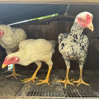 ニワトリ 大軍鶏 メス 6羽 」神奈川県 - 鳥の里親募集(515611) 1枚目の