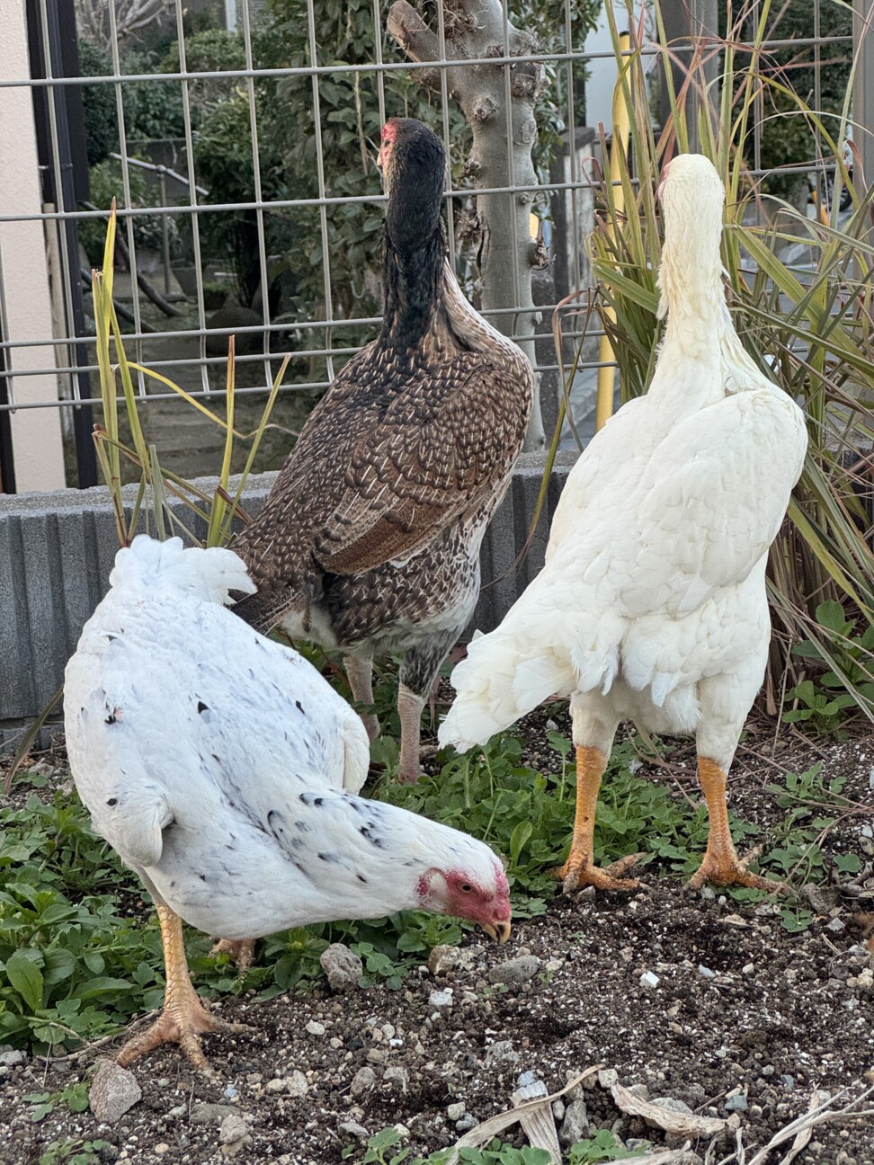 ニワトリ 大軍鶏 メス 6羽 」神奈川県 - 鳥の里親募集(515611) 3枚目の