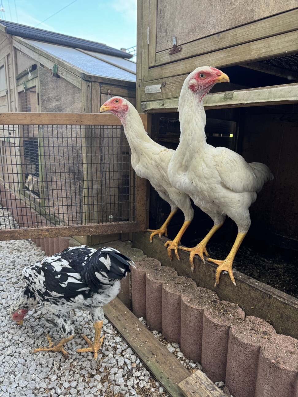 ニワトリ 大軍鶏 メス 6羽 」神奈川県 - 鳥の里親募集(515611) 4枚目の