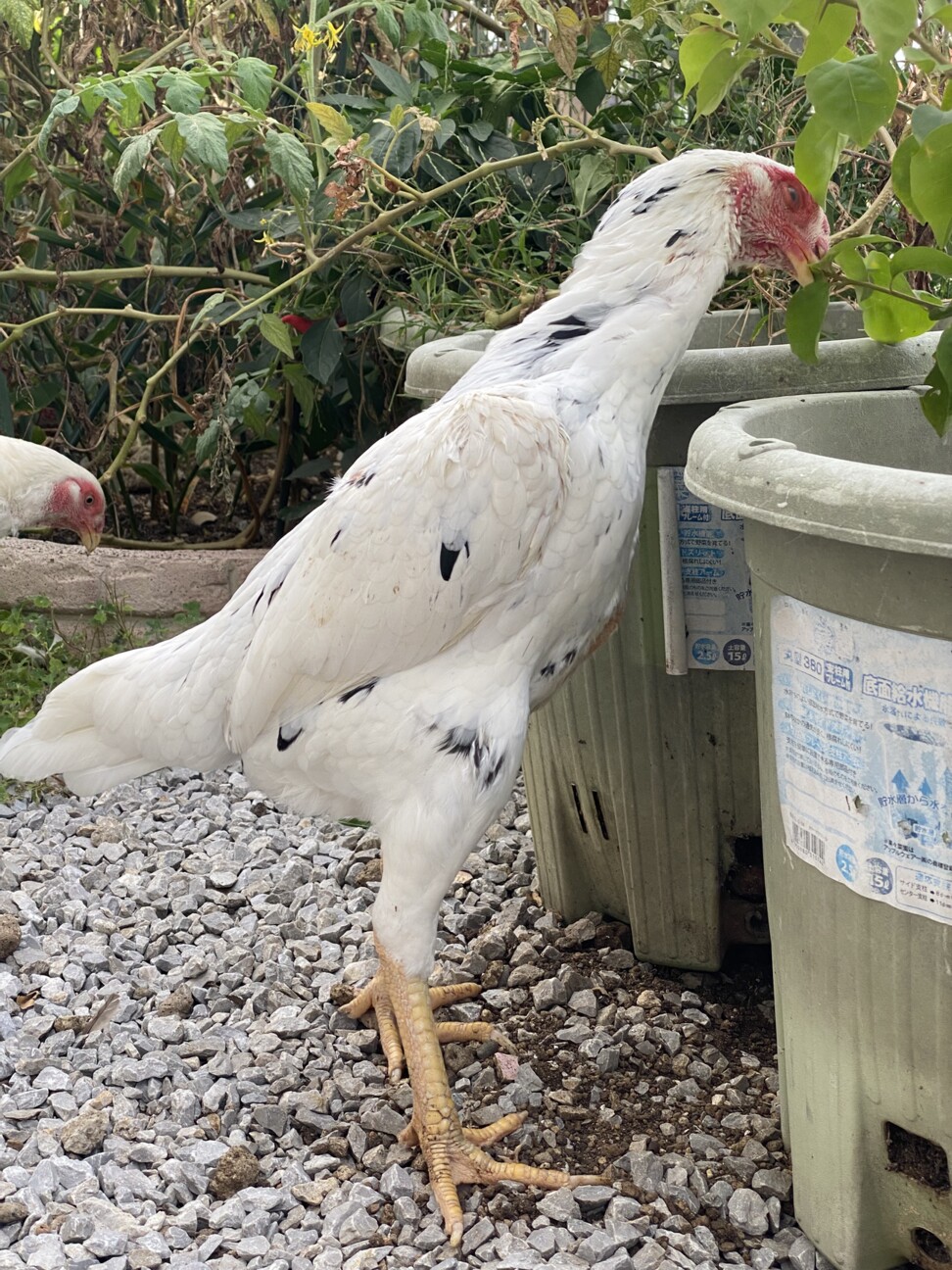 ニワトリ 大軍鶏 メス 6羽 」神奈川県 - 鳥の里親募集(515611) 6枚目の