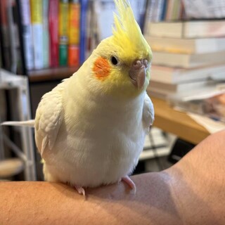 可愛いオカメインコ