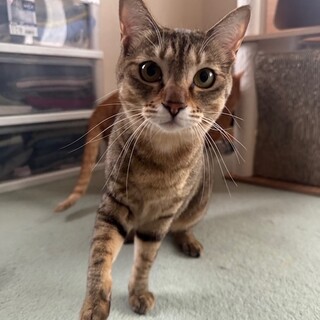 『ほっぺ』はゴロゴロ甘々、時々かぷっ