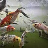金魚（朱文金）14匹（？）の里親募集します。 サムネイル2