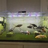 金魚（朱文金）14匹（？）の里親募集します。 サムネイル3