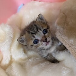 in江南市☆そろそろ子猫も？保護猫をオウチに迎えよう☆2025年5月25日（日）ちーむにゃいんず