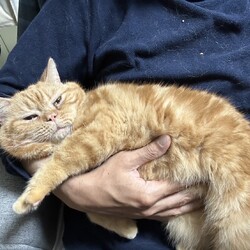 in日進市☆そろそろ子猫も？保護猫をオウチに迎えよう☆2025年5月25日（日）ちーむにゃいんず