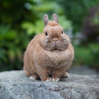 純血種　ネザーランドドワーフ　1歳