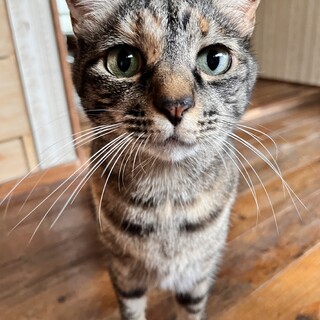 キジトラ6歳メス人懐っこいです